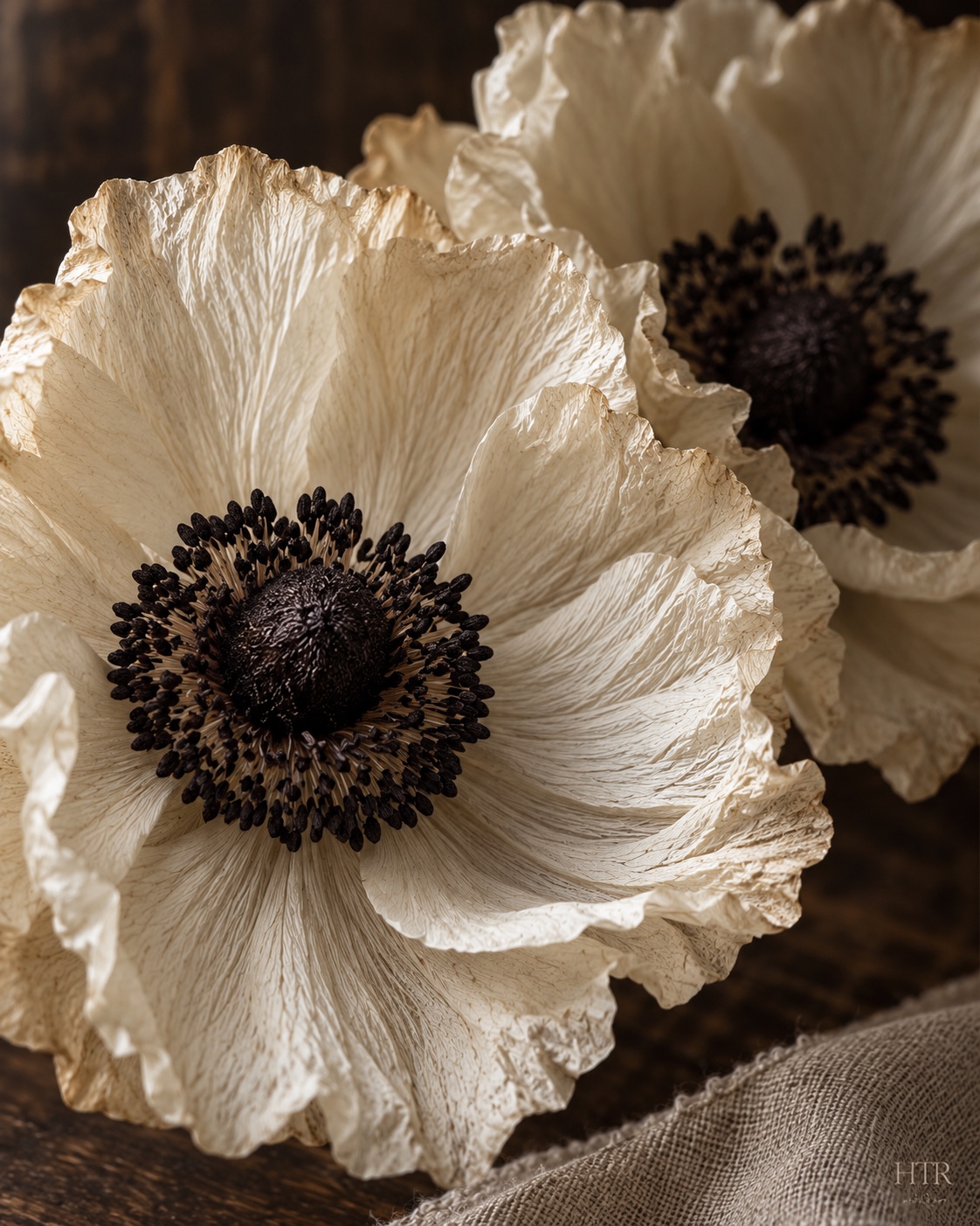 Ivory flower petals with dark centers, softly lit against linen and wood